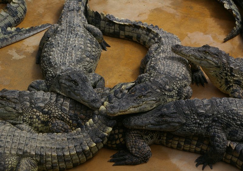 Alligators and LOTS of them!