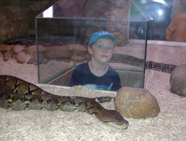 A Python comes face to face with Ryan - Must've been a shock!