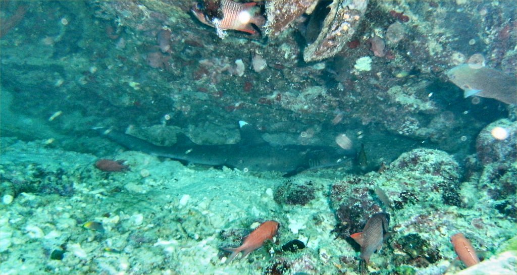 White Tip resting in cave