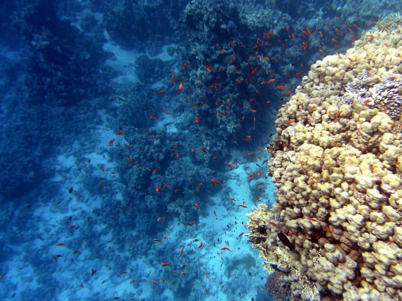 Fish on the coral at Temple Reef