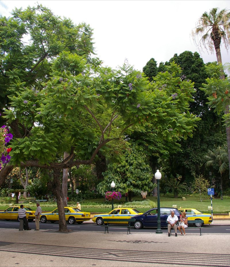 Jacaranda Trees in Municipal Gardens