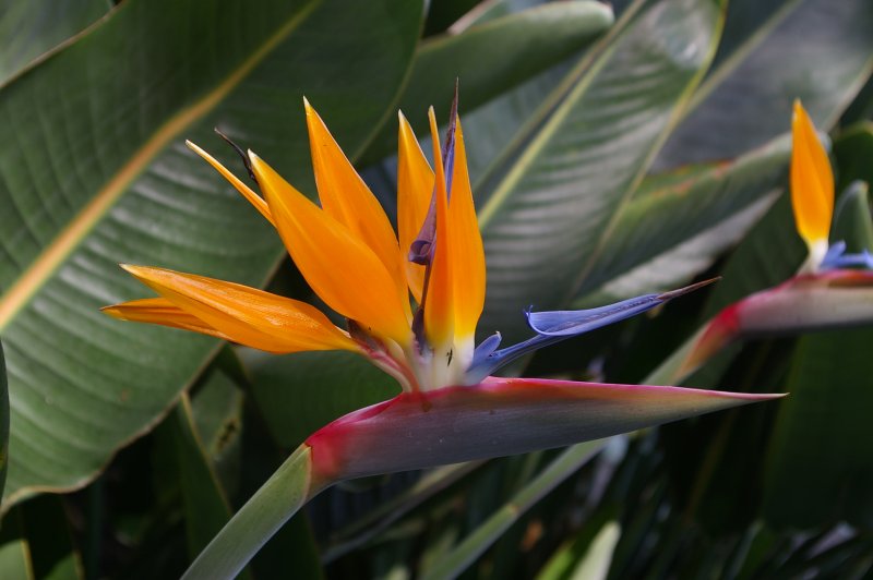 Bird of Paradise Plant in hotel grounds