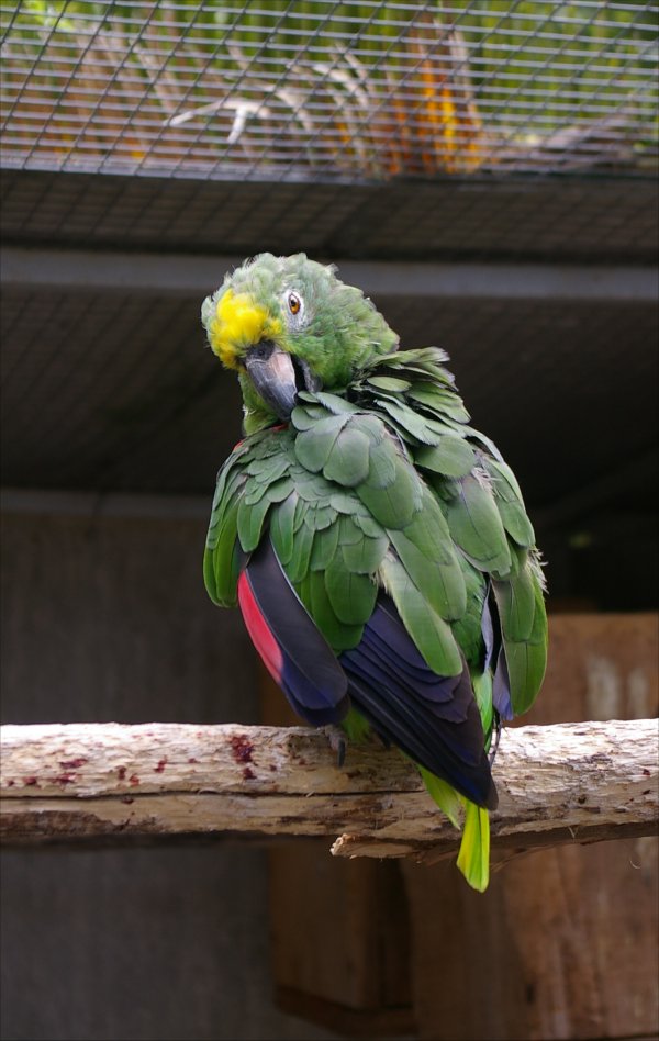 Parrots and Macaws in Botanical Gardens
