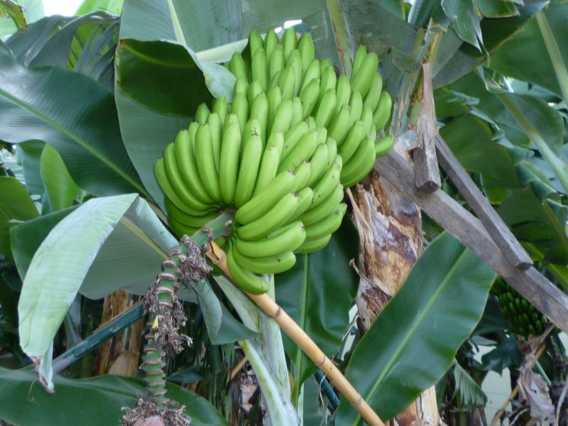 Bananas grow overwhere!
